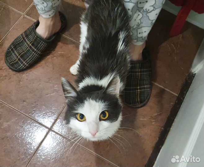 Котенок