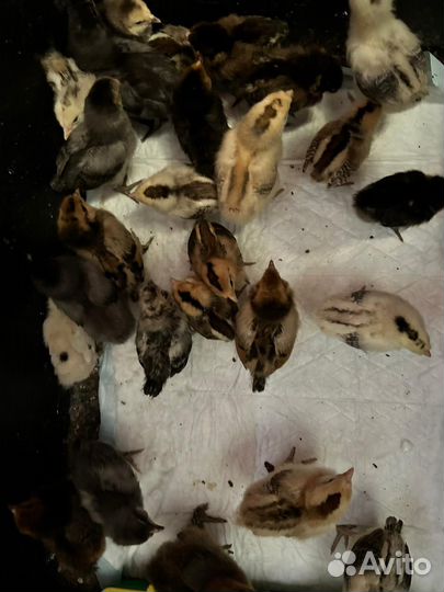Цыплята