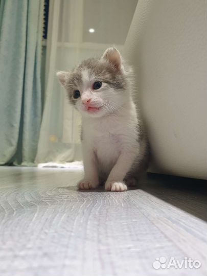 Котята в добрые руки бесплатно