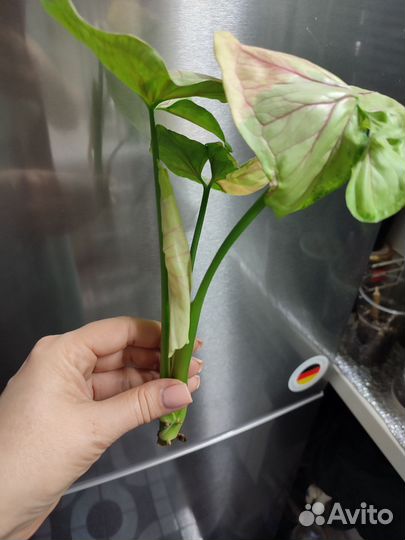 Сингониум орм тонг вар