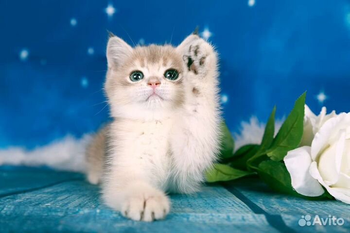 Британский красавчик