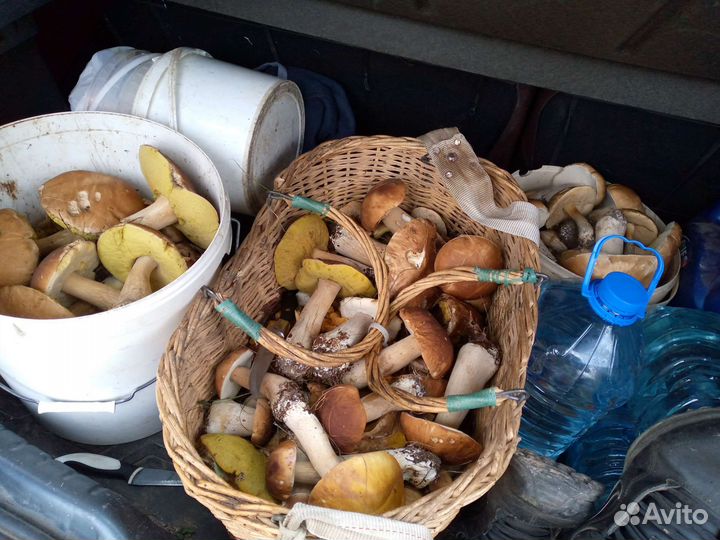 Грибы (лисичка, белые)