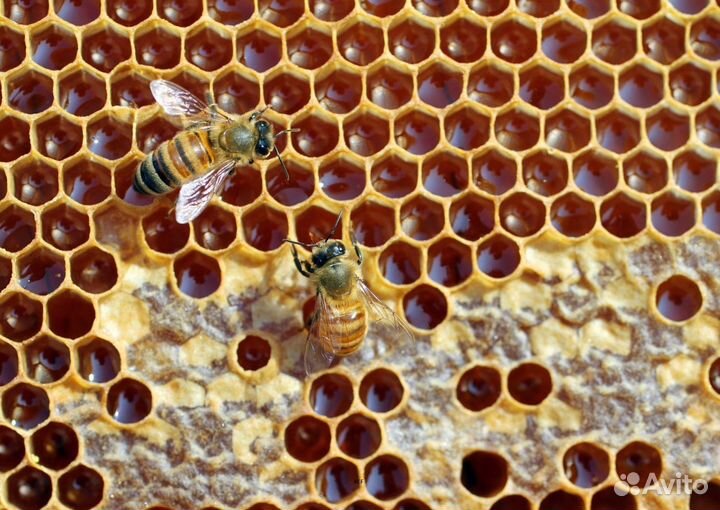 2024 Мёд натуральный алтайский опт