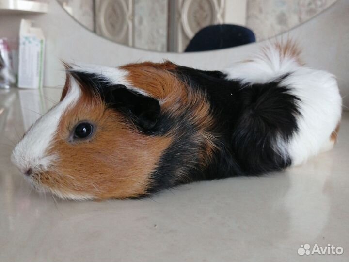 Вязка. Морские свинки (мальчик розетка)