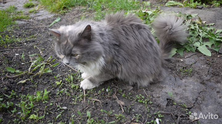 Кошки в добрые руки