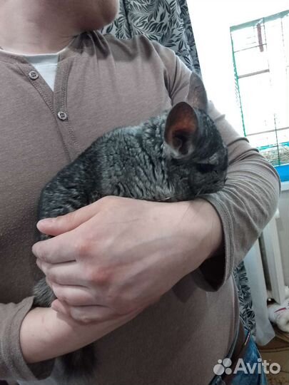 Шиншилы семья