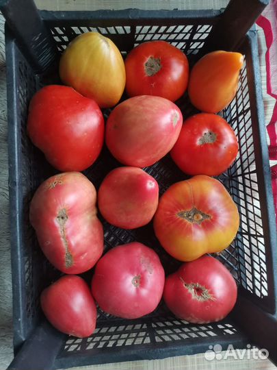 Помидоры домашние