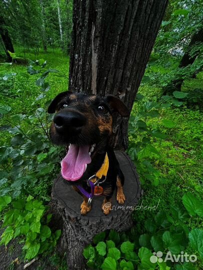 Квартирная передержка для собак