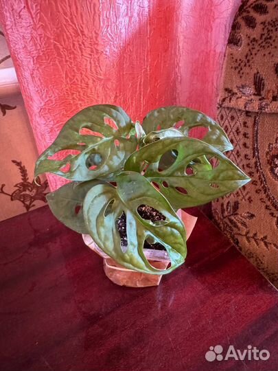 Монстера манки