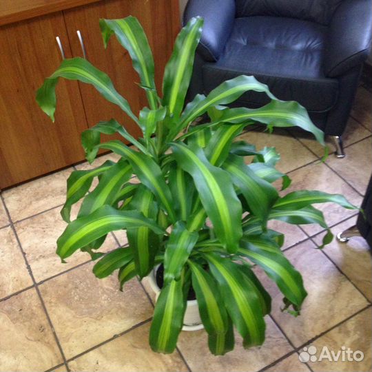 Пальма драцена