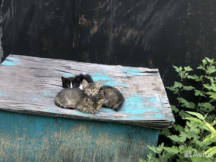 Отдам котенка в добрые руки