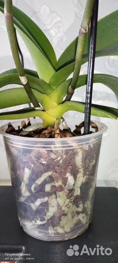 Орхидея фаленопсис