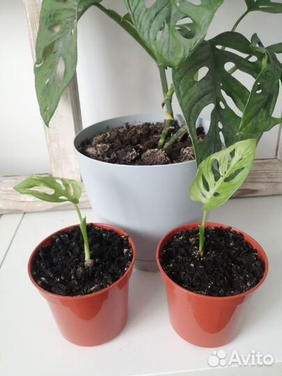 Монстера манки