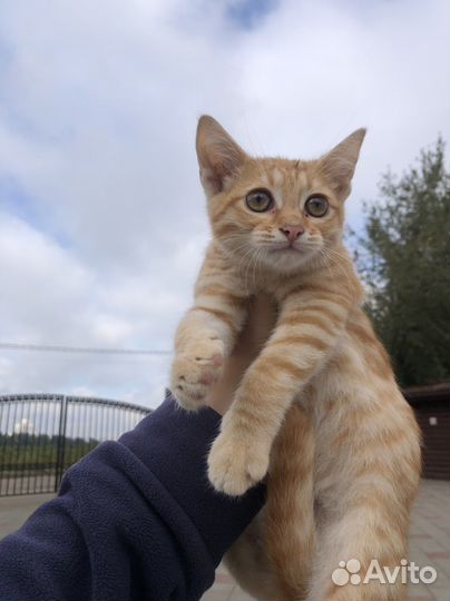 Котенок смешной рыжик