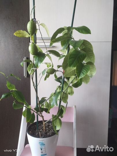 Лимон Лунарио