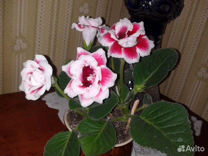 Глоксин. Гиппеаст. Клеродэндрум