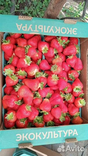 Рассада клубники