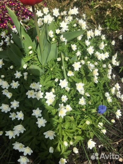 Цветы садовые