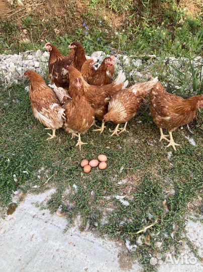 Молодка отборная