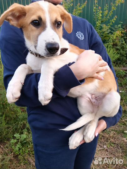 Нашли крупного мальчика, щенок в дар