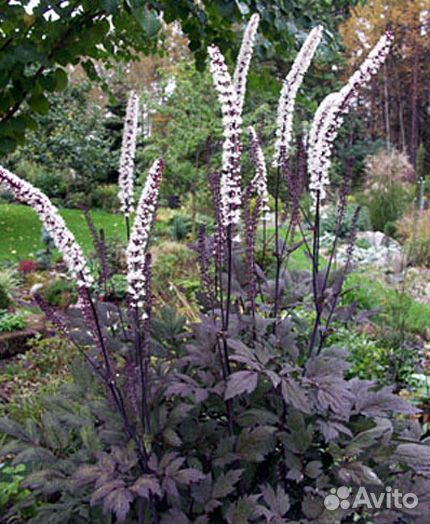 Клопогон цимицифуга