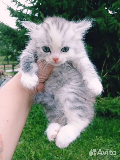 Кошка в дар