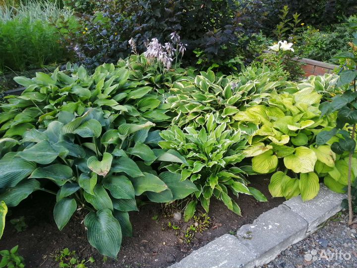 Хоста растение