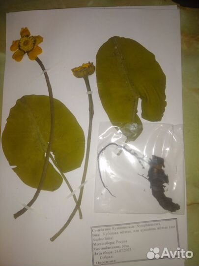 Гербарий 