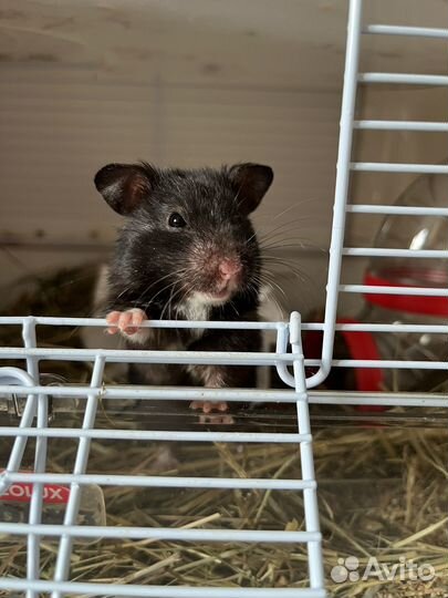 Сирийский хомяк малыши