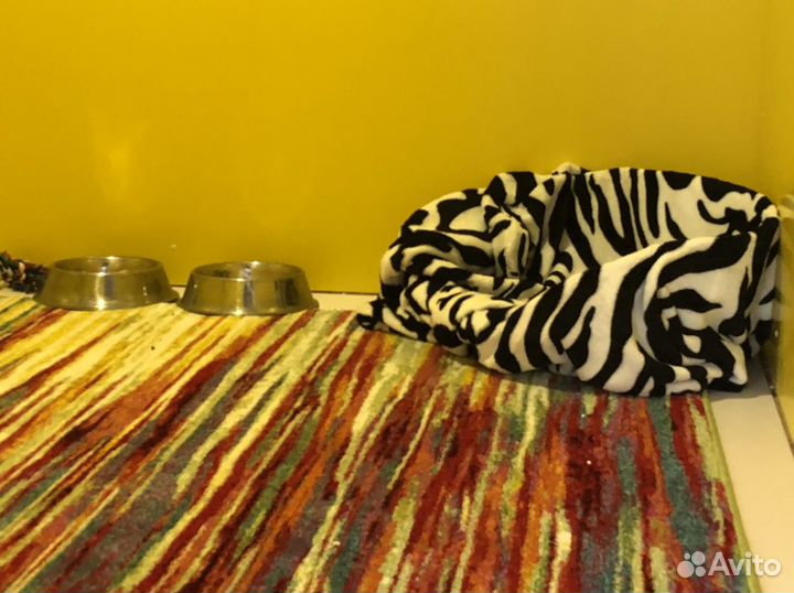 Отель для собак Собачья Дача