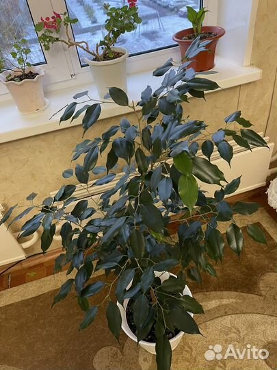 Комнатные растения цветы большие