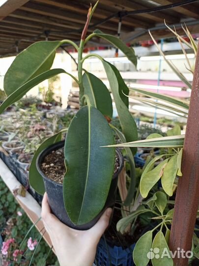 Фикус каучуконосный большой