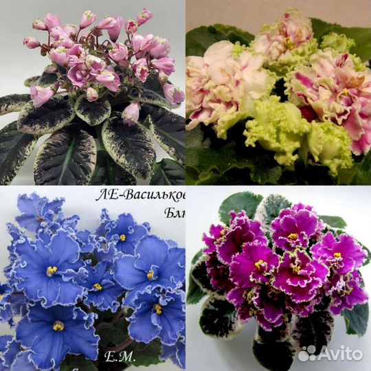 Фиалки (детки и ук. листочки)