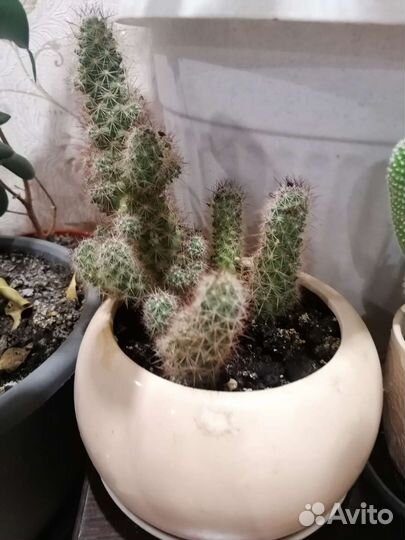 Кактусы, фикус бенжамина и цветы