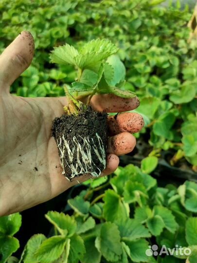 Рассада клубники