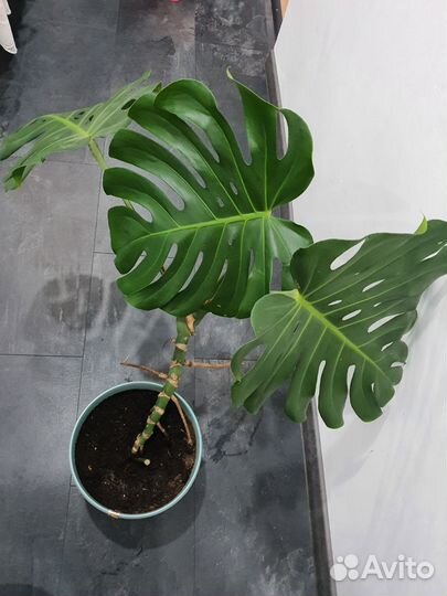 Монстера вместе с горшком здоровое растение