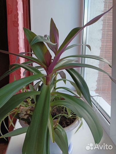 Рео + Хлорофитум