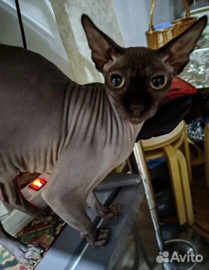 Канадский сфинкс