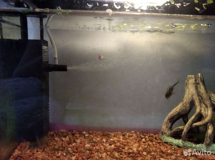 Аквариум с рыбками