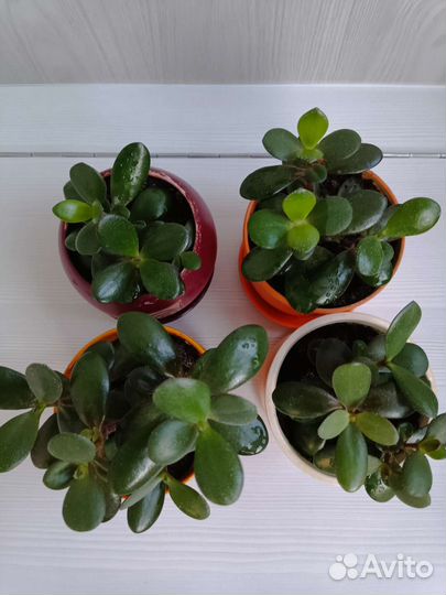 Толстянка, фикус - кинки, финиковая пальма