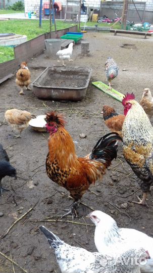 Инкубационное яйцо кур