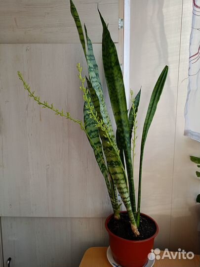 Сансевиерия (щучий хвост)