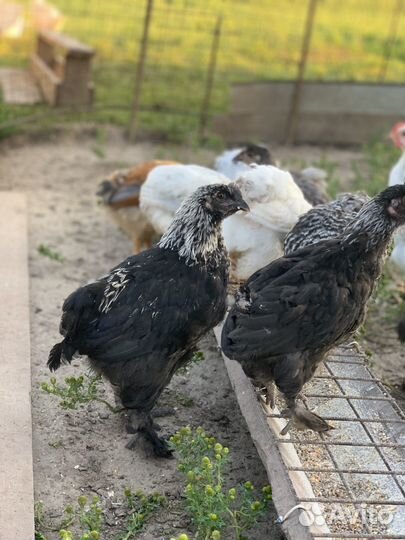 Цыплята домашние