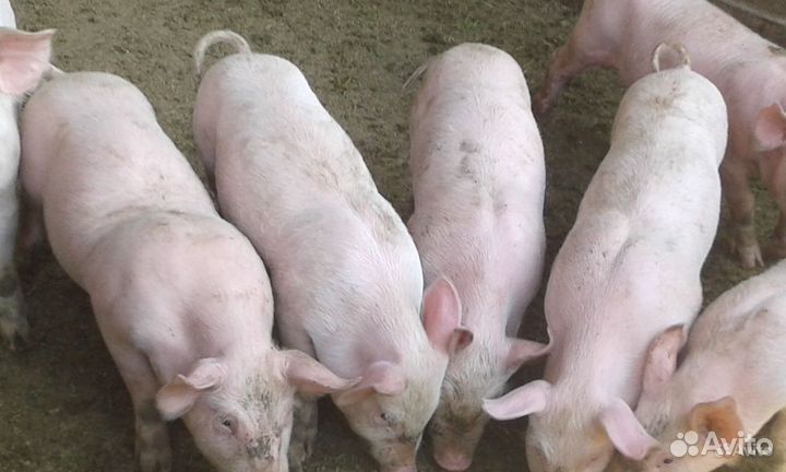 Поросята крупная белая + мангалица, 1 - 1,5 мес