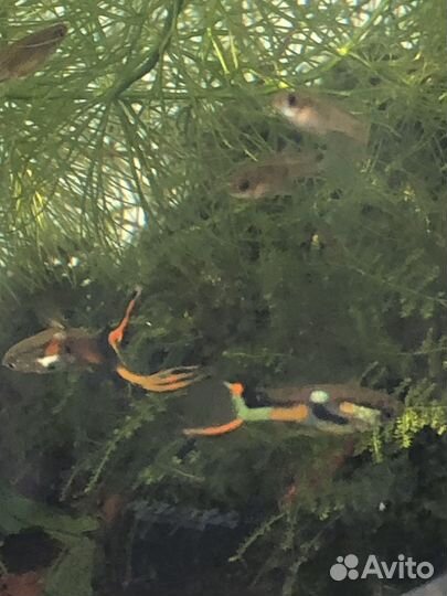 Аквариумные рыбки гуппи эндлера