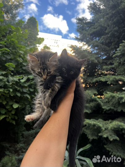 Продаётся котёнок. Почти рысь