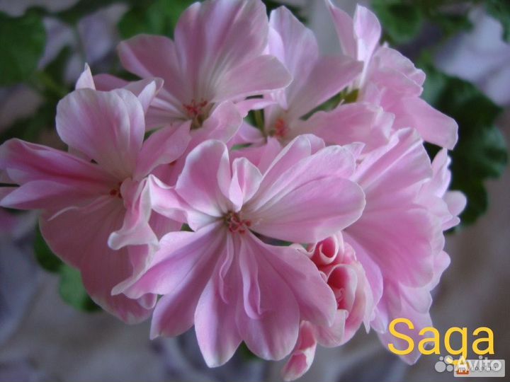 Сортовые пеларгонии