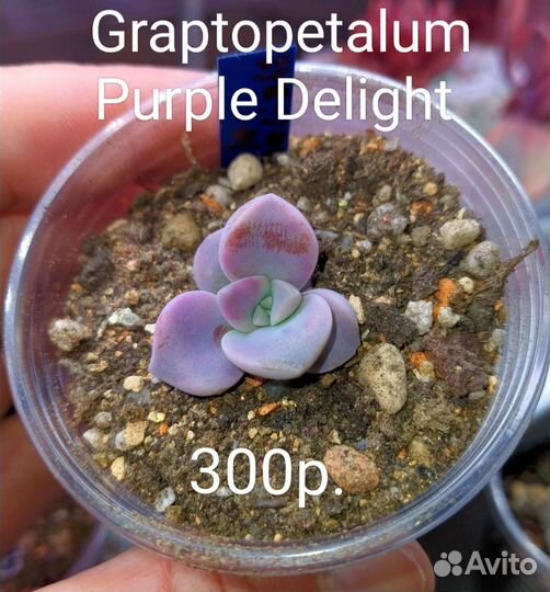 Суккуленты 3