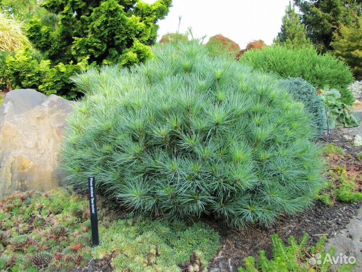 Сосна Веймутова Минима-Minima