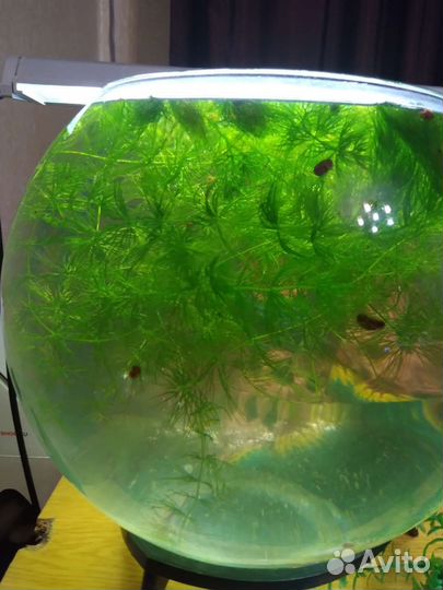 Рогалистник